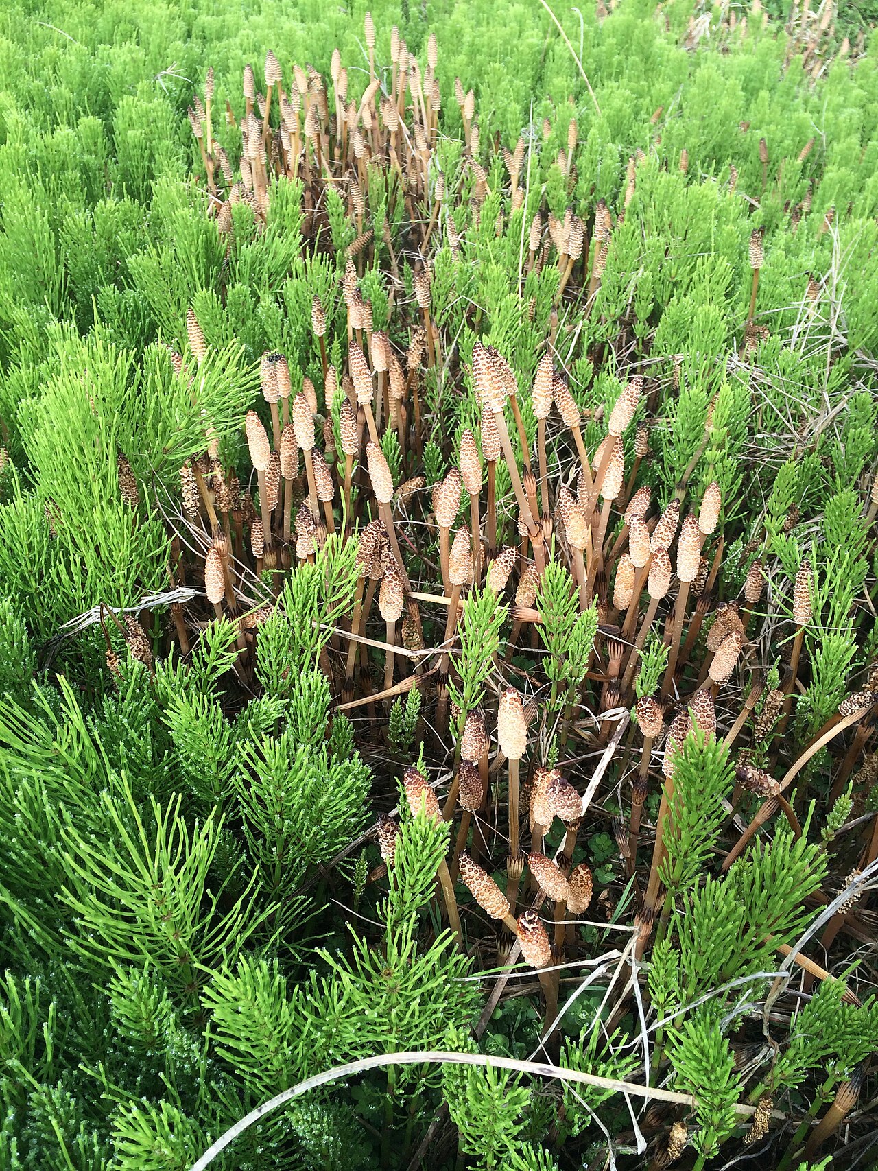 Ackerschachtelhalm (Equisetum arvense)