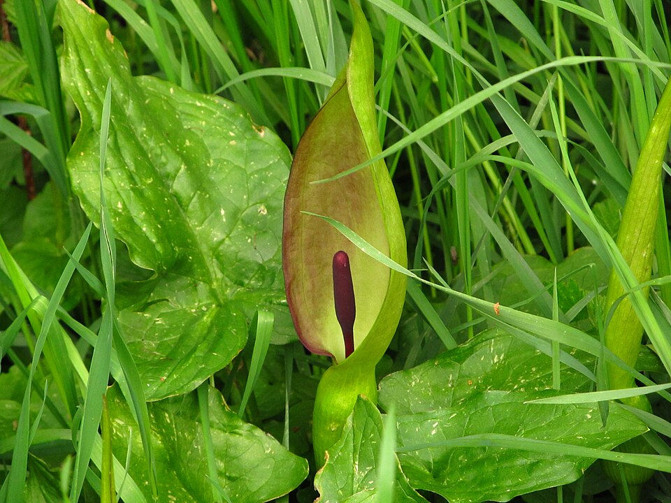 Gefleckter Aronstab (Arum maculatum)