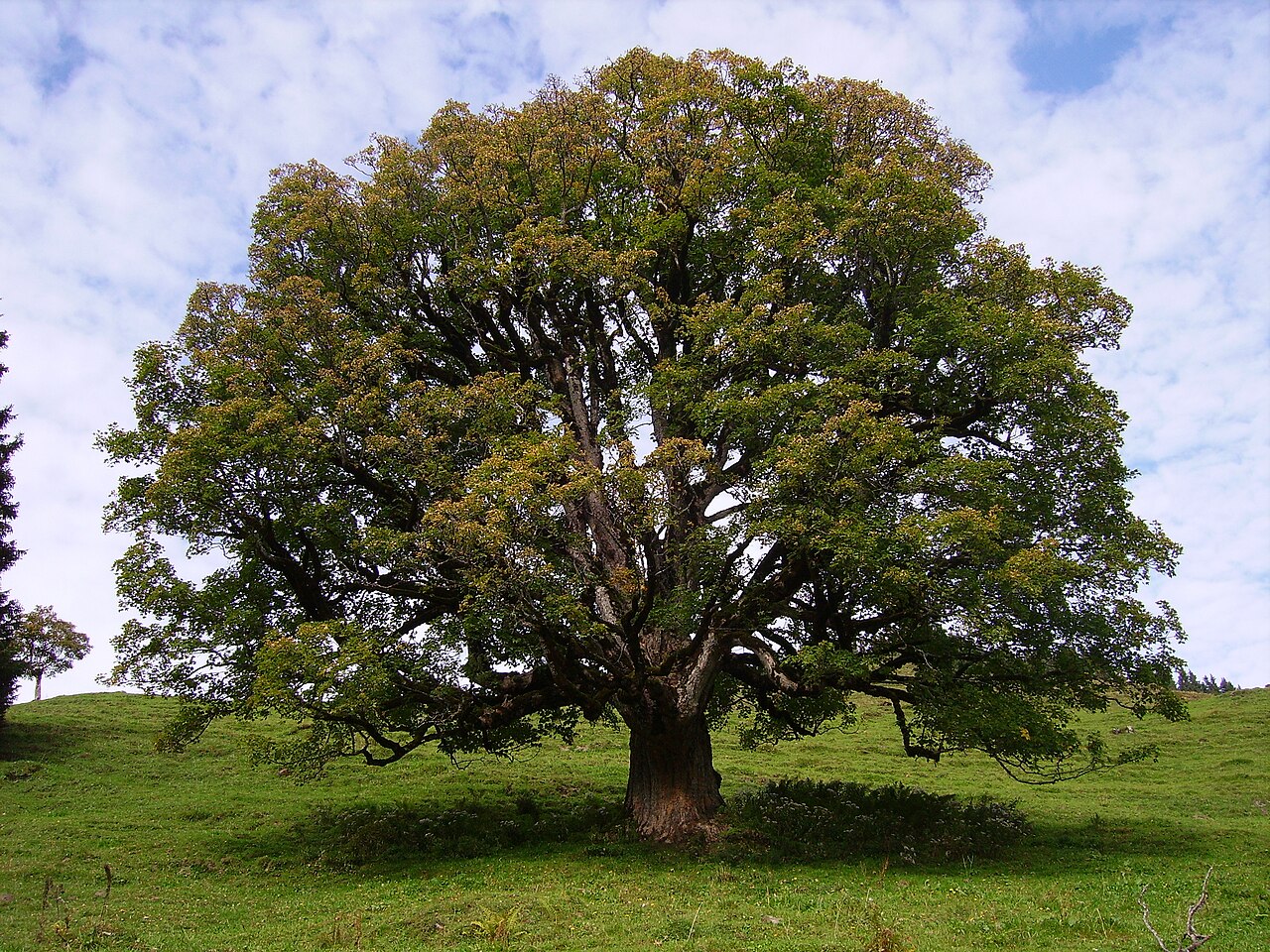 Bergahorn (Acer pseudoplatanus)