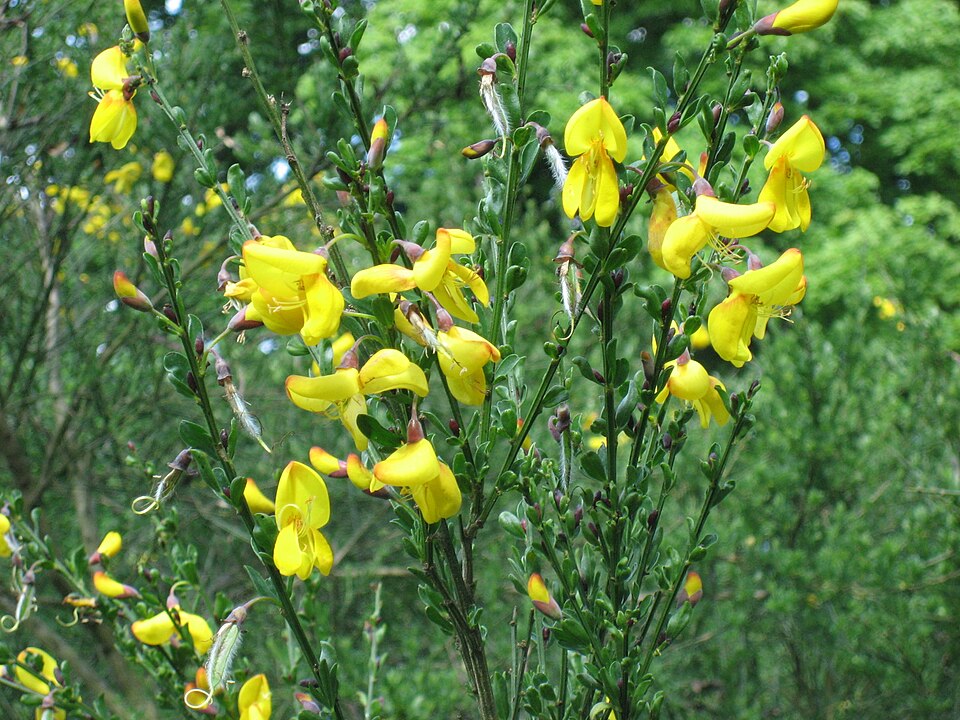 Besenginster (Cytisus scoparius)