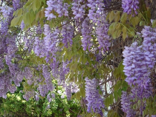 Blauregen / Glyzinie (Wisteria sinensis)