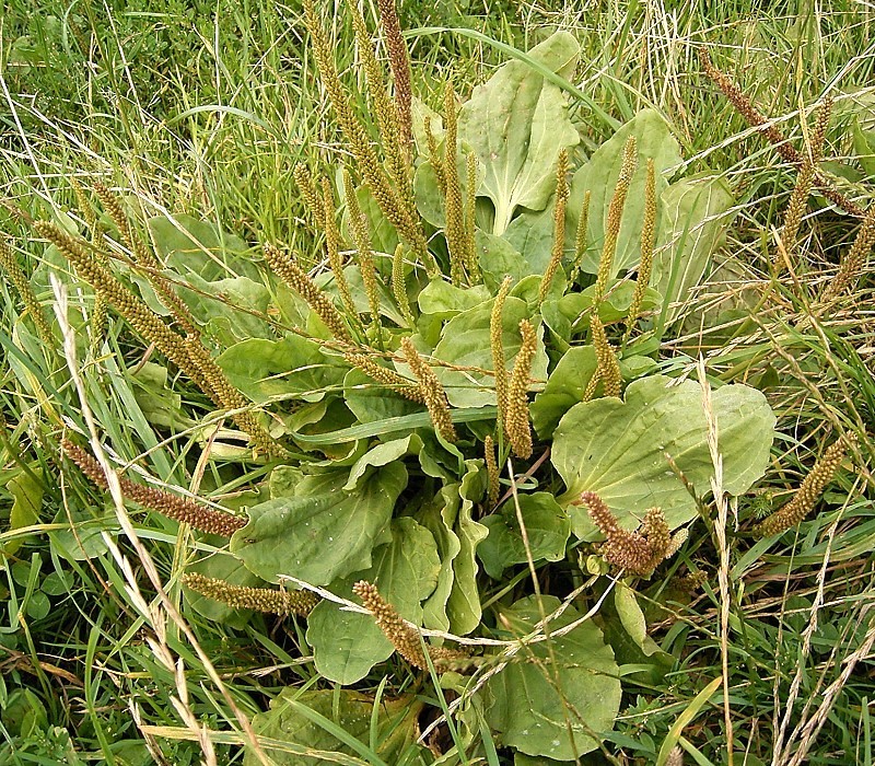 Breitwegerich (Plantago major)
