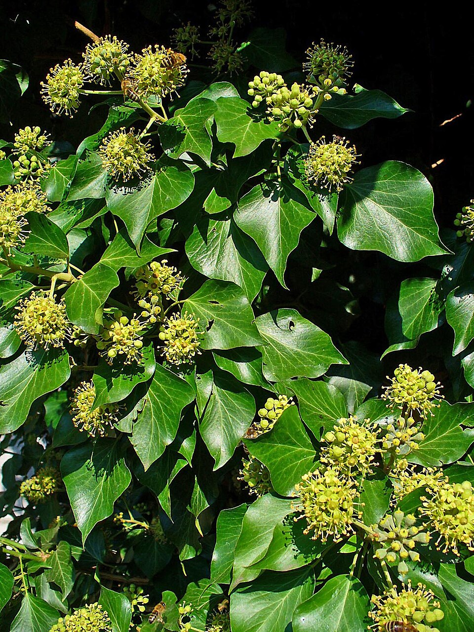 Gemeiner Efeu (Hedera helix)