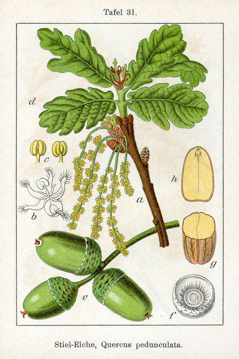 Eiche (Eicheln & junge Blätter) (Quercus robur)