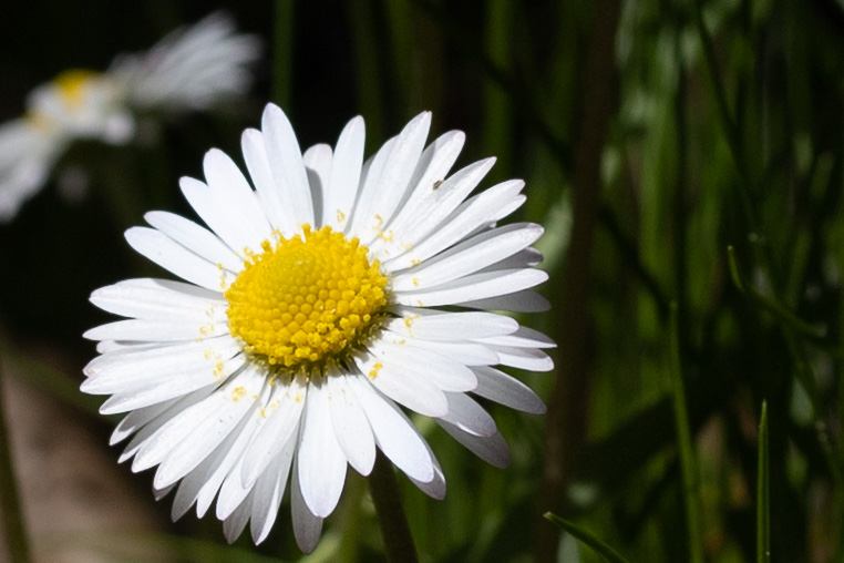 Gänseblümchen (Bellis perennis)