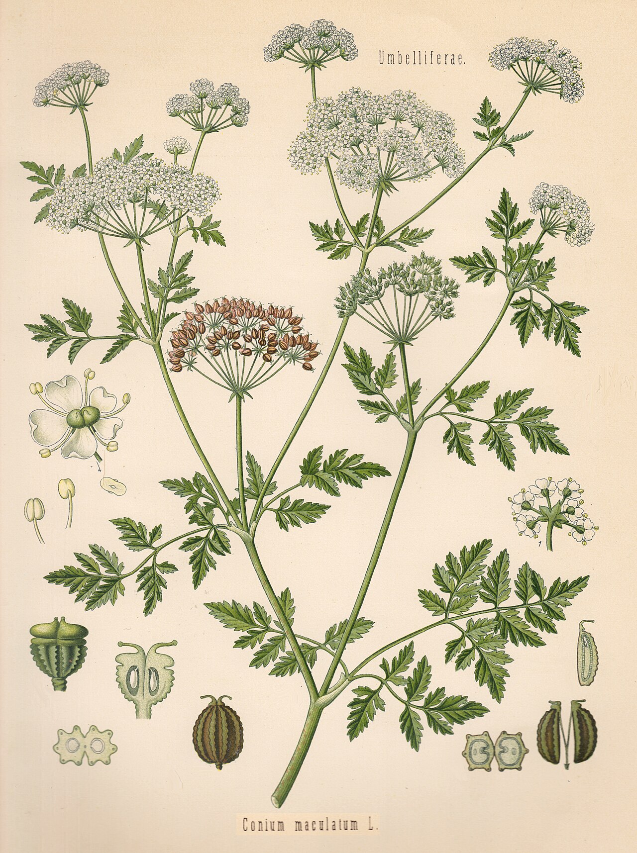 Gefleckter Schierling (Conium maculatum)