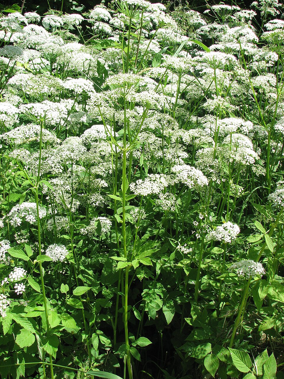 Giersch (Aegopodium podagraria)