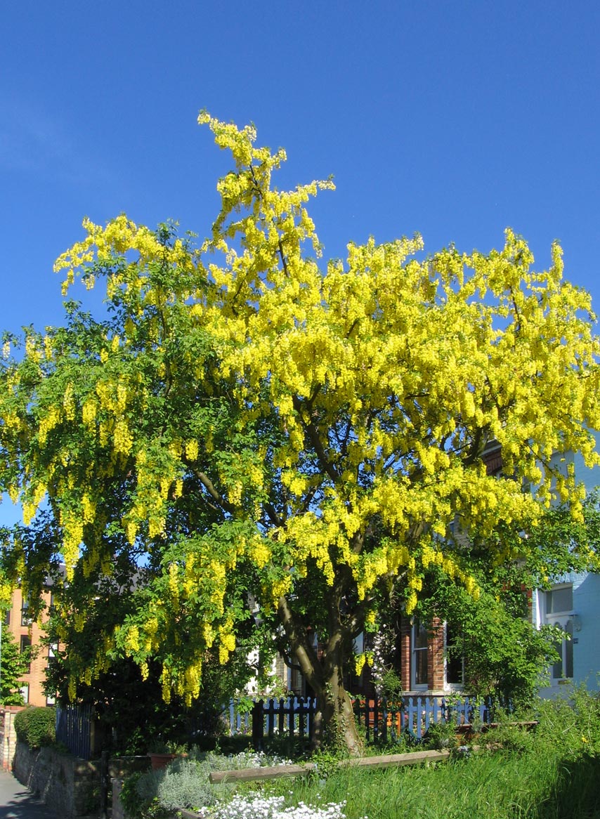 Goldregen (Laburnum anagyroides)