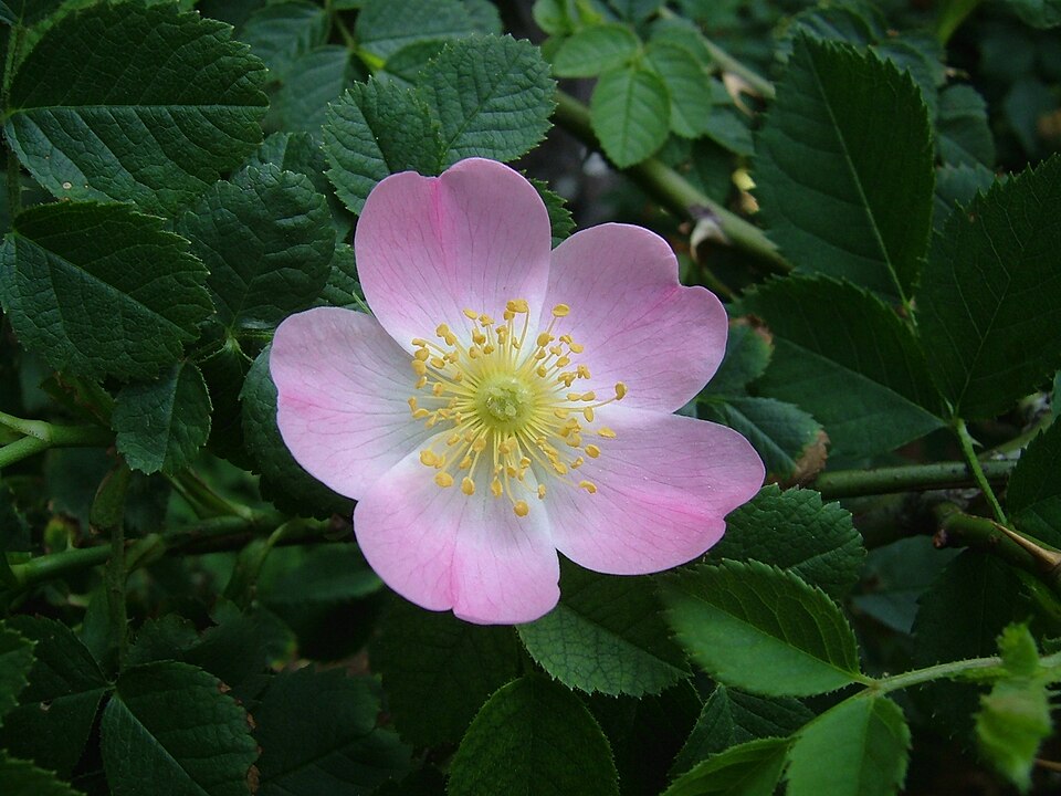 Heckenrose / Hagebutte (Rosa canina)