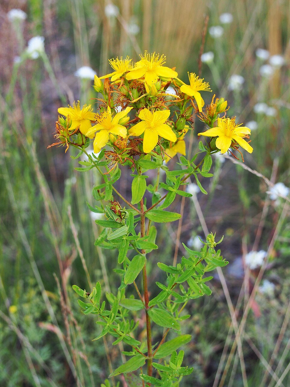 Echtes Johanniskraut (Hypericum perforatum)