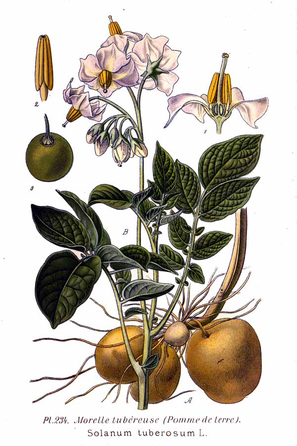Kartoffel (grüne Teile) (Solanum tuberosum)