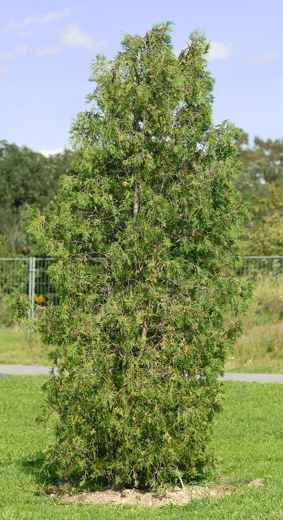 Lebensbaum / Thuja (Thuja occidentalis)