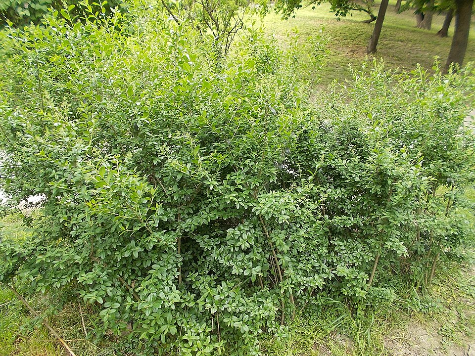 Liguster (Ligustrum vulgare)