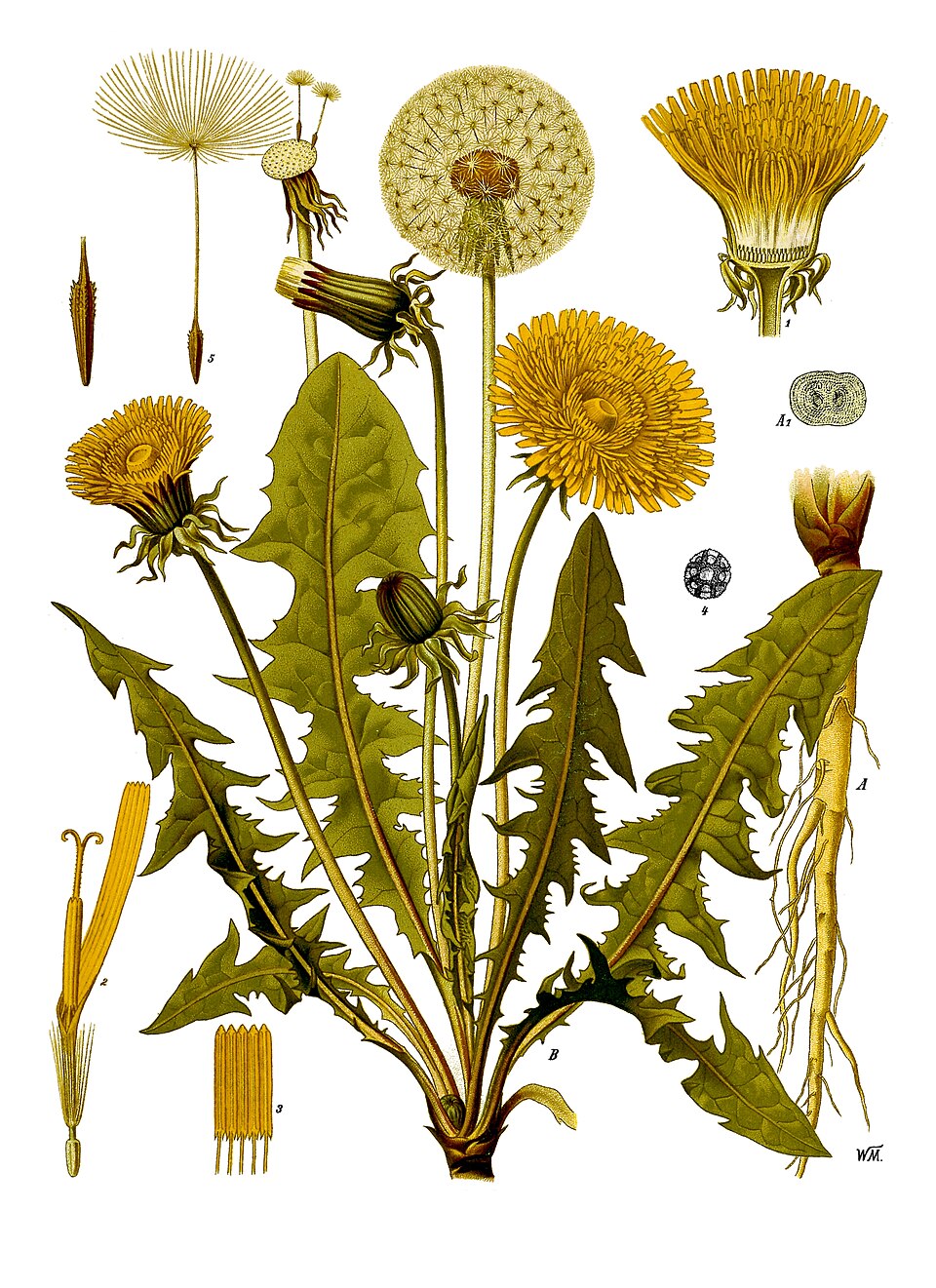 Löwenzahn (Taraxacum officinale)