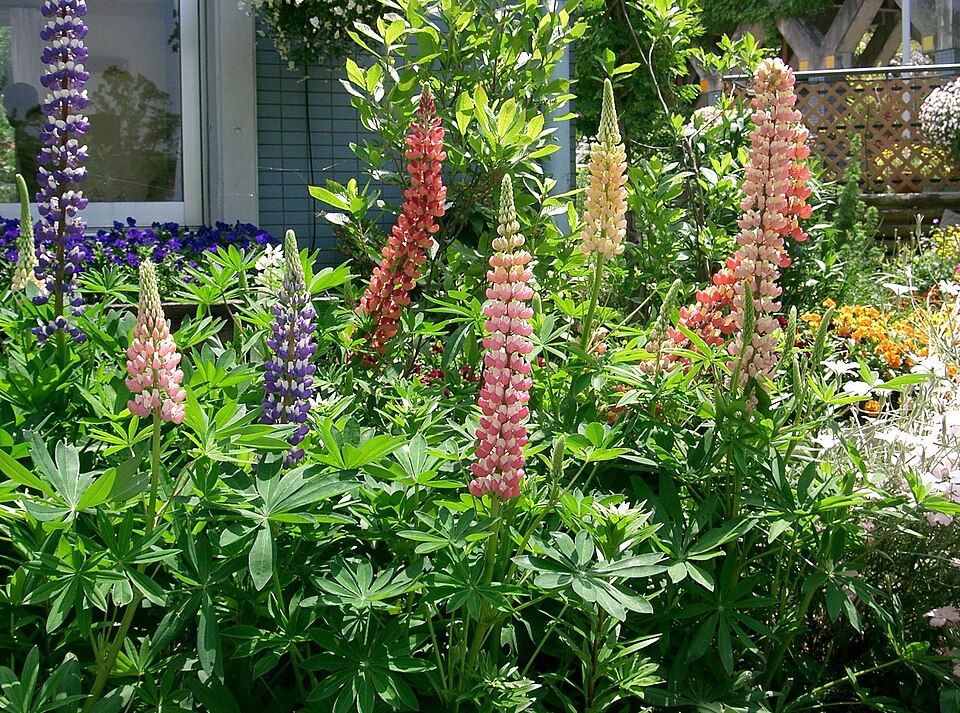 Lupine (Lupinus polyphyllus)