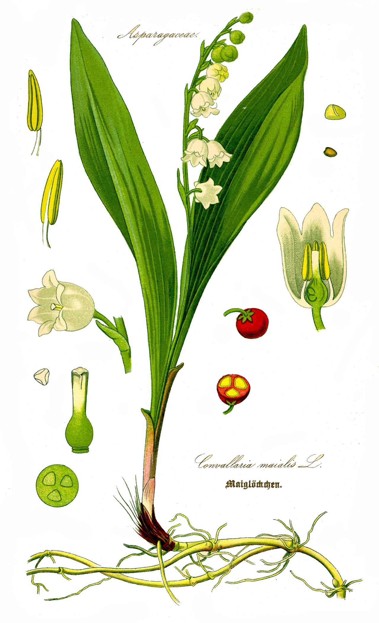 Maiglöckchen (Convallaria majalis)