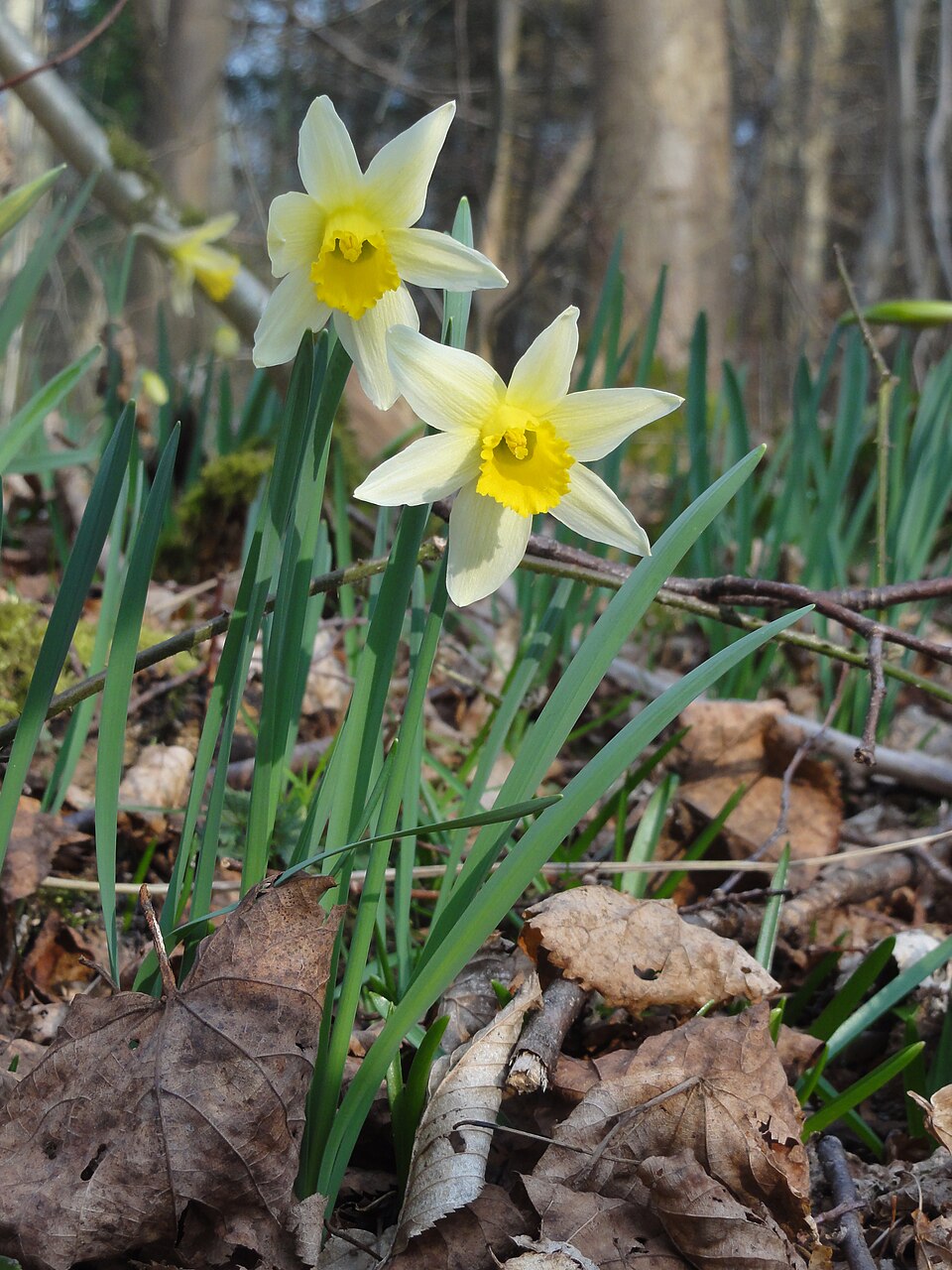 Narzisse / Osterglocke (Narcissus pseudonarcissus)
