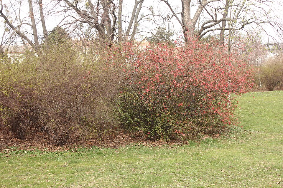 Pfaffenhütchen (Euonymus europaeus)