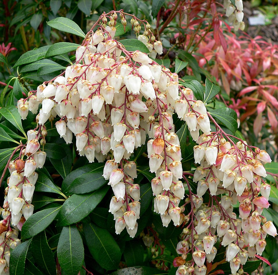 Japanische Lavendelheide (Pieris japonica)