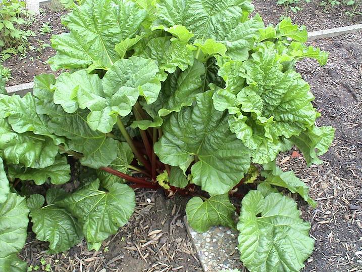 Rhabarber (Blätter) (Rheum rhabarbarum)