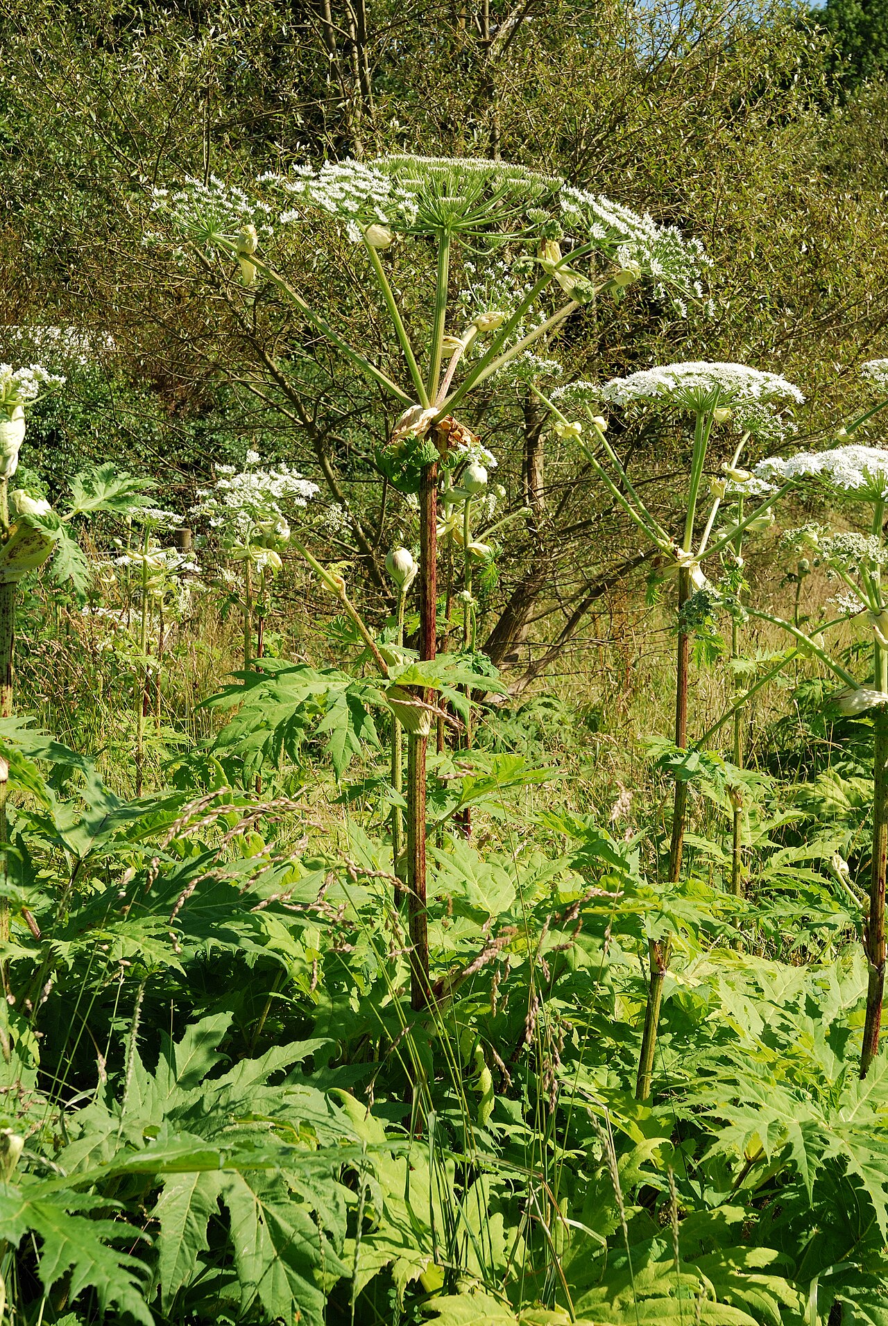 Riesenbärenklau (Heracleum mantegazzianum)