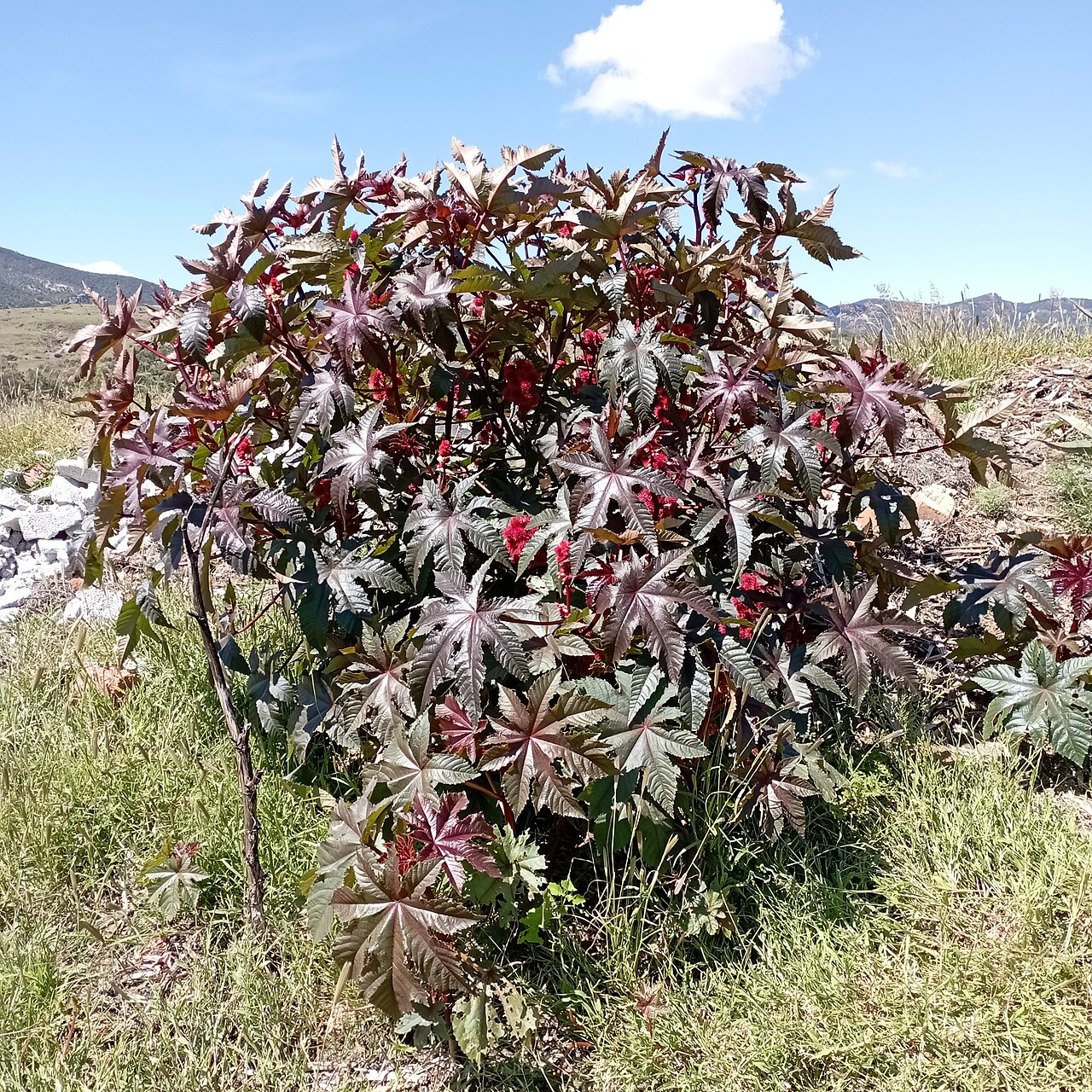 Rizinus / Wunderbaum (Ricinus communis)