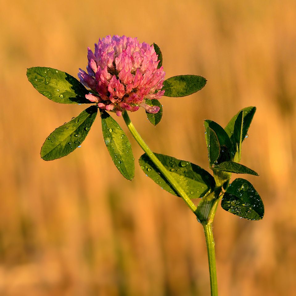 Rotklee (Trifolium pratense)