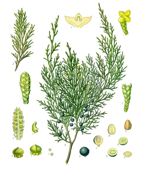Sadebaum / Sevenbaum (Juniperus sabina)
