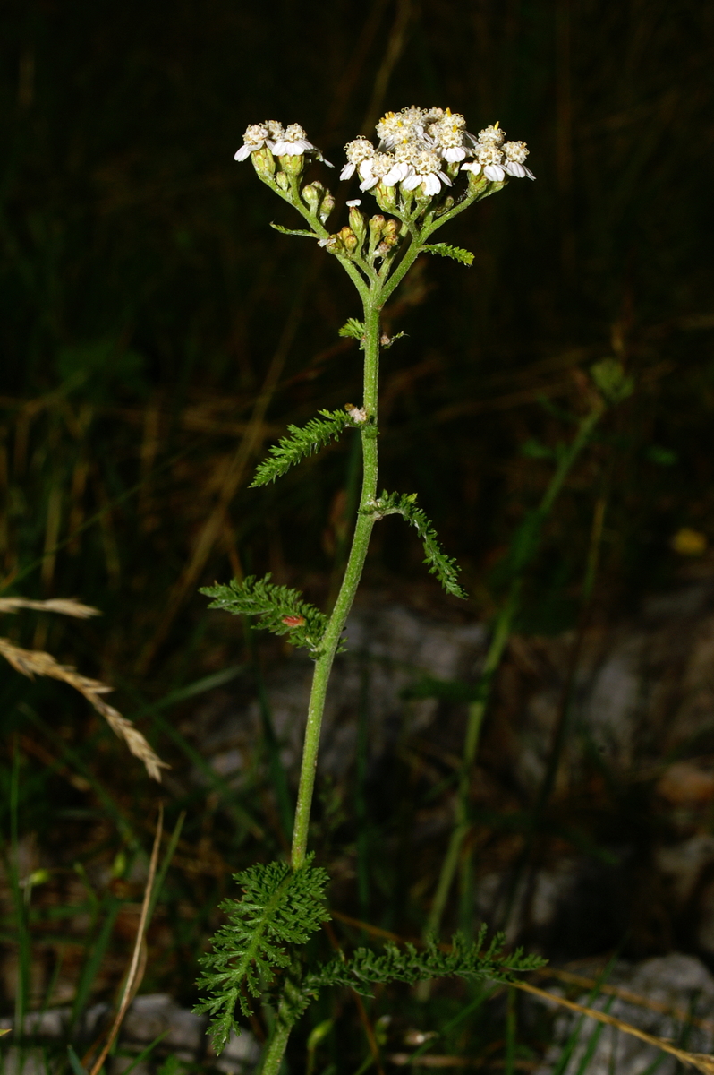 Schafgarbe (Achillea millefolium)