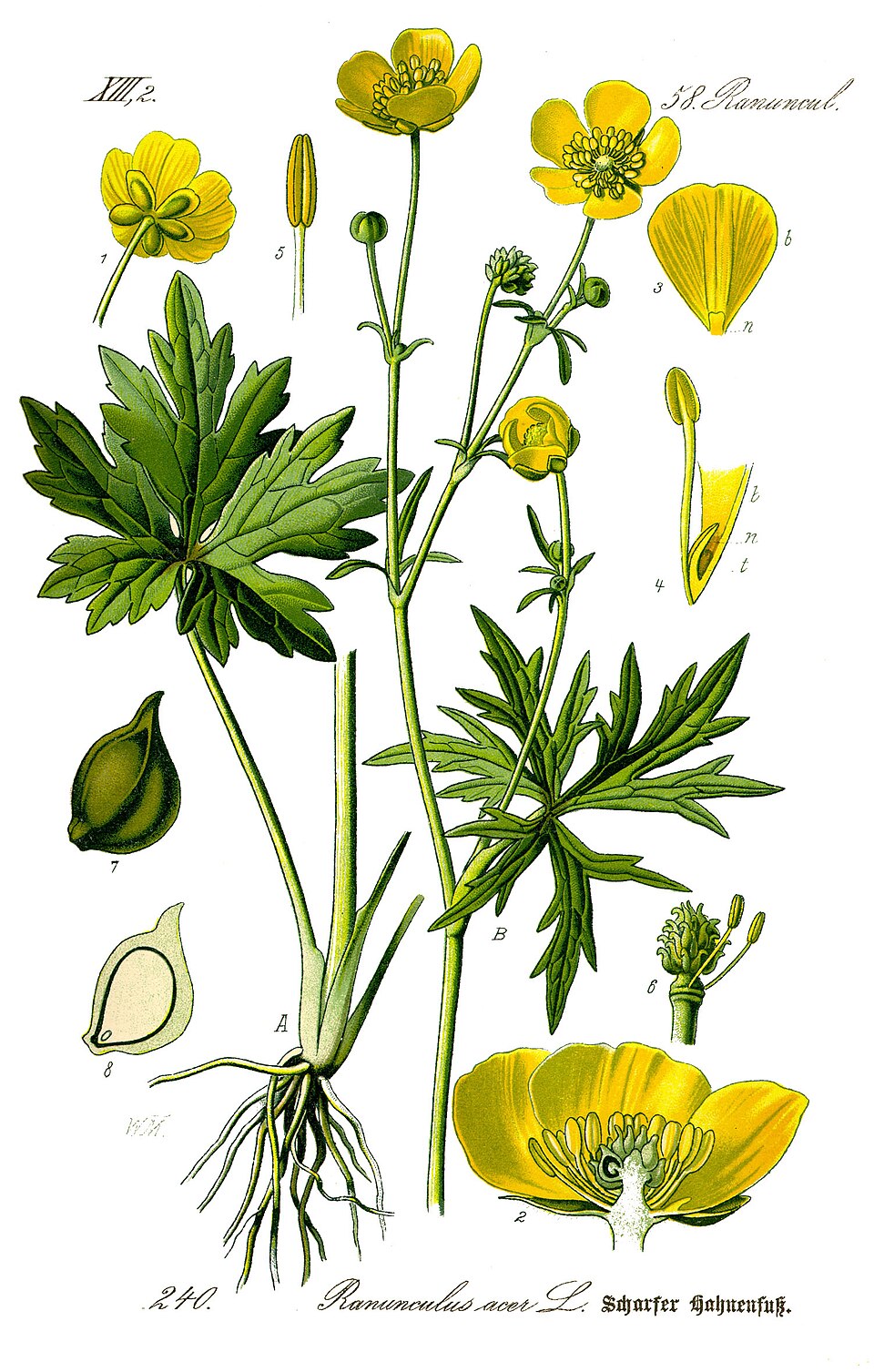 Scharfer Hahnenfuß (Ranunculus acris)