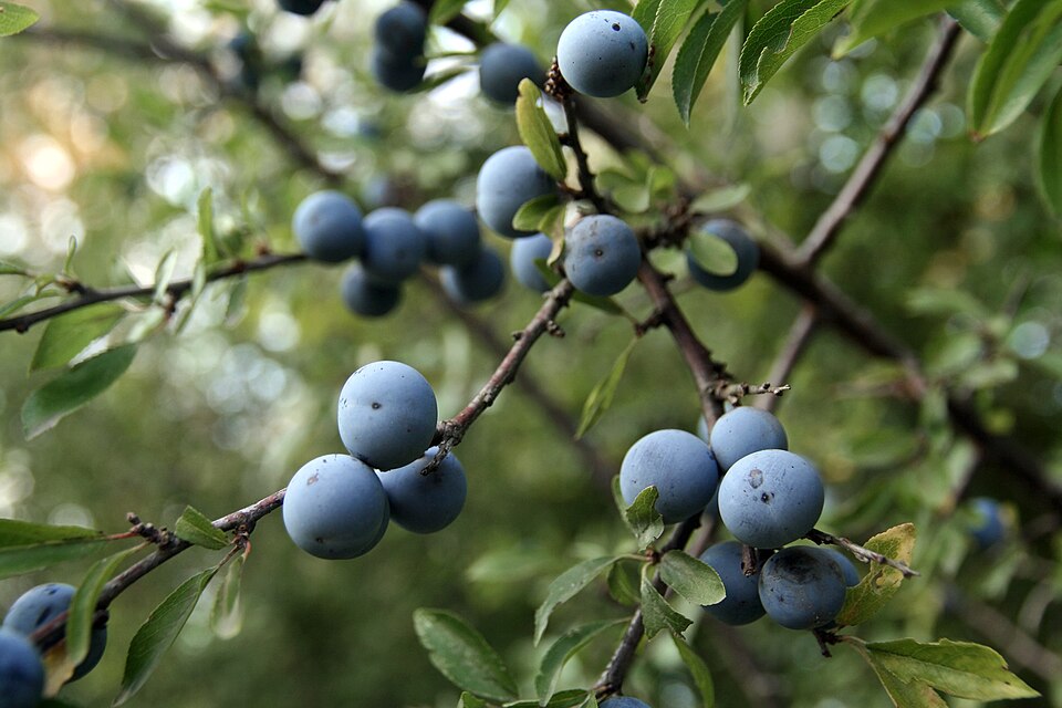 Schlehe / Schwarzdorn (Prunus spinosa)