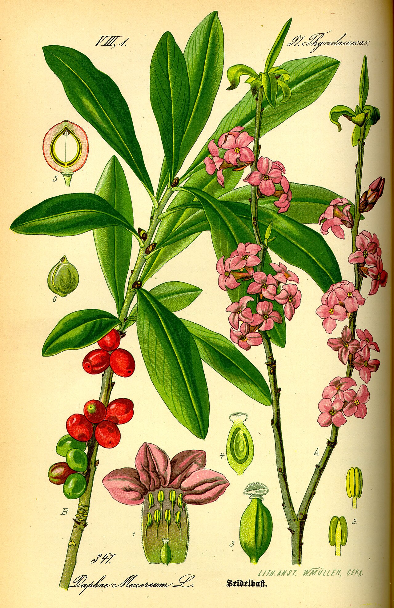 Seidelbast (Daphne mezereum)