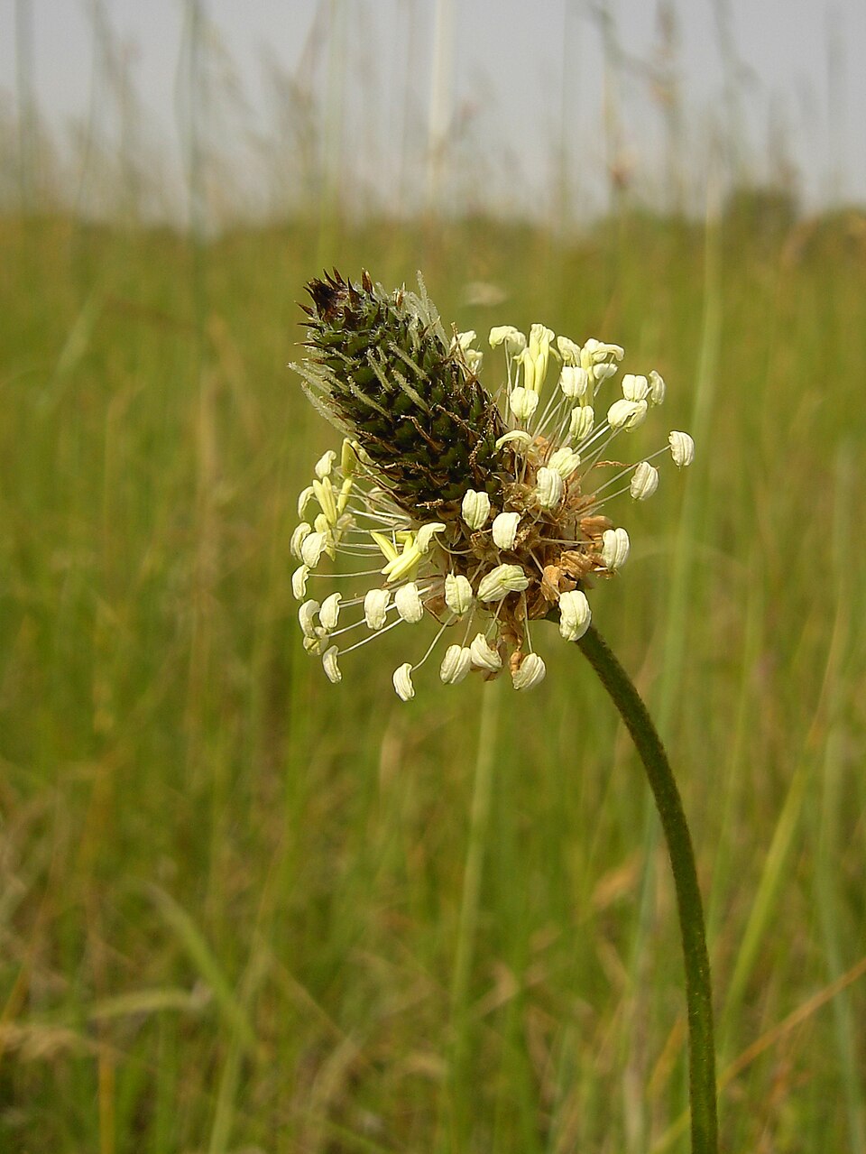 Spitzwegerich (Plantago lanceolata)