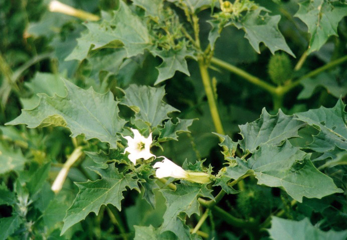 Gemeiner Stechapfel (Datura stramonium)