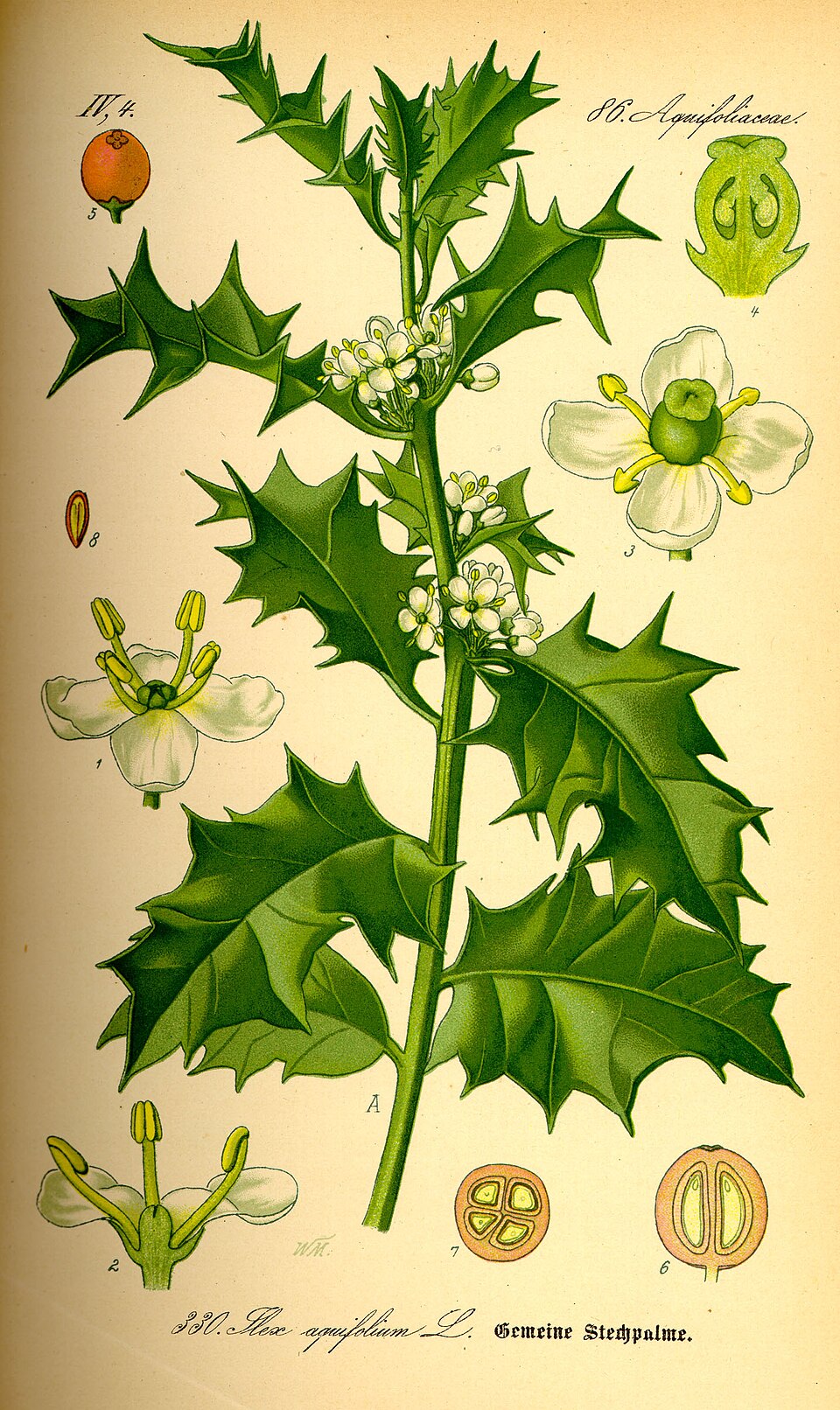Stechpalme / Ilex (Ilex aquifolium)