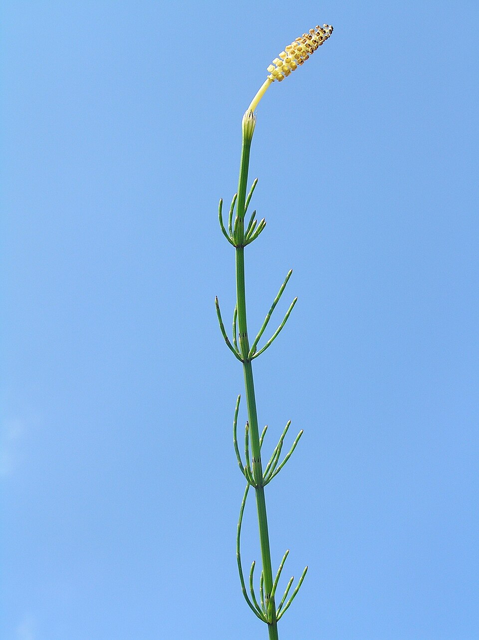 Sumpfschachtelhalm (Equisetum palustre)