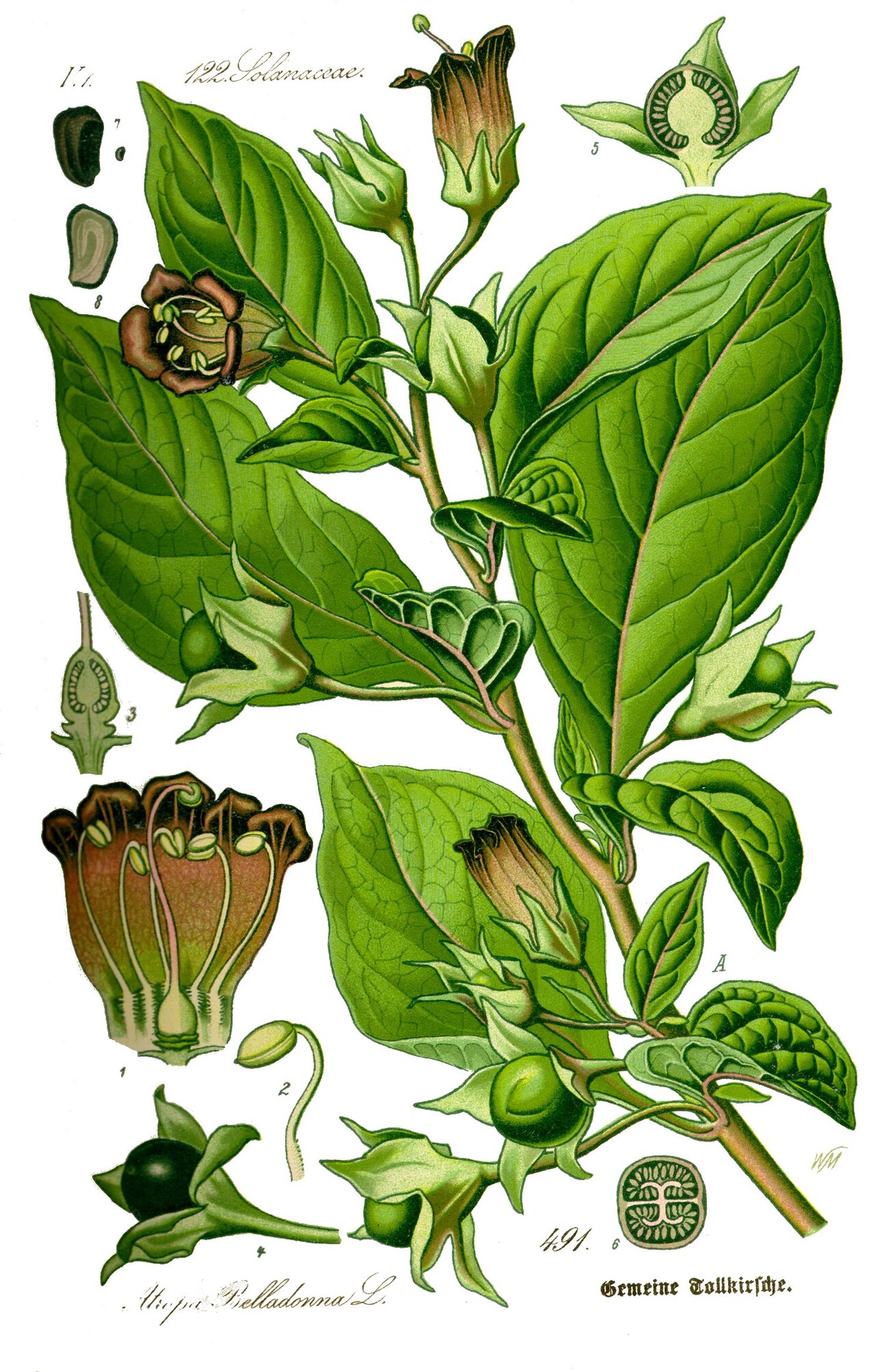 Tollkirsche (Atropa belladonna)