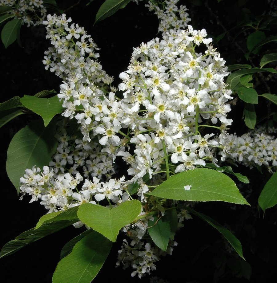 Gewöhnliche Traubenkirsche (Prunus padus)