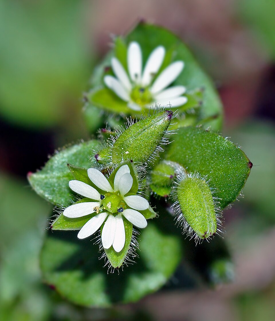 Vogelmiere (Stellaria media)