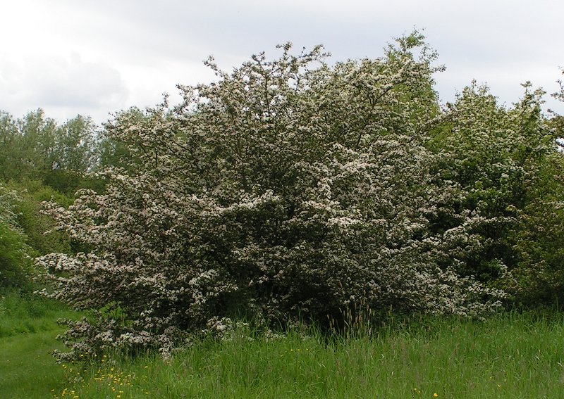Weißdorn (Crataegus monogyna)