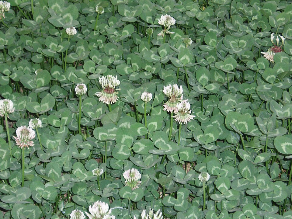 Weißklee (Trifolium repens)