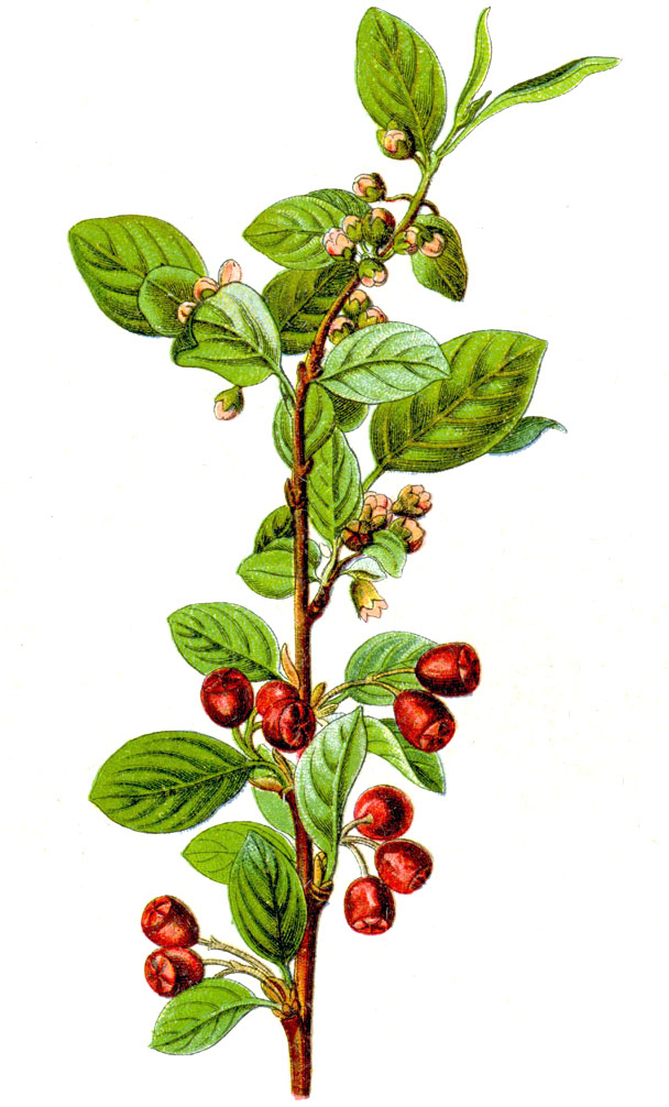 Zwergmispel / Cotoneaster (Cotoneaster spp.)