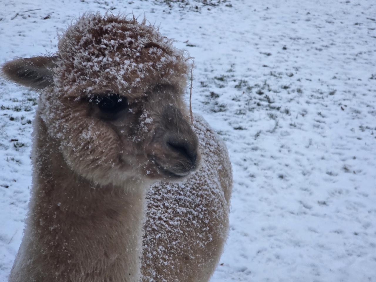 Nahaufnahme von Coco mit Schneekristallen im hellbraunen Vlies.