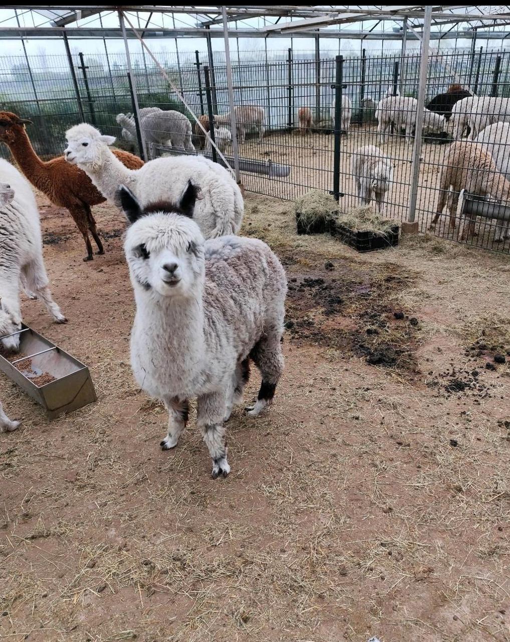 Kasi steht als junges Appaloosa-Alpaka zwischen weiteren Alpakas in einem Gehege.