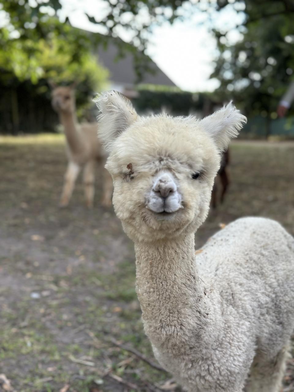 Steve schaut frontal in die Kamera, im Hintergrund Coco auf der Weide.